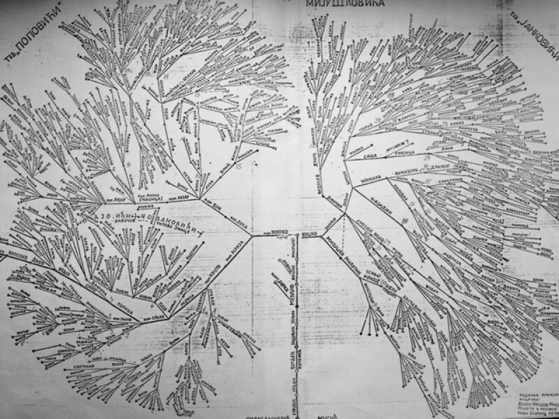 The Mijušković family tree that Ilija had been doing research on for 47 years: 

