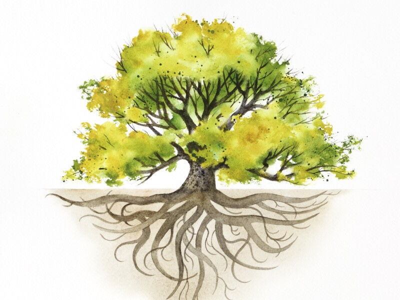 Majestic Tree With Roots