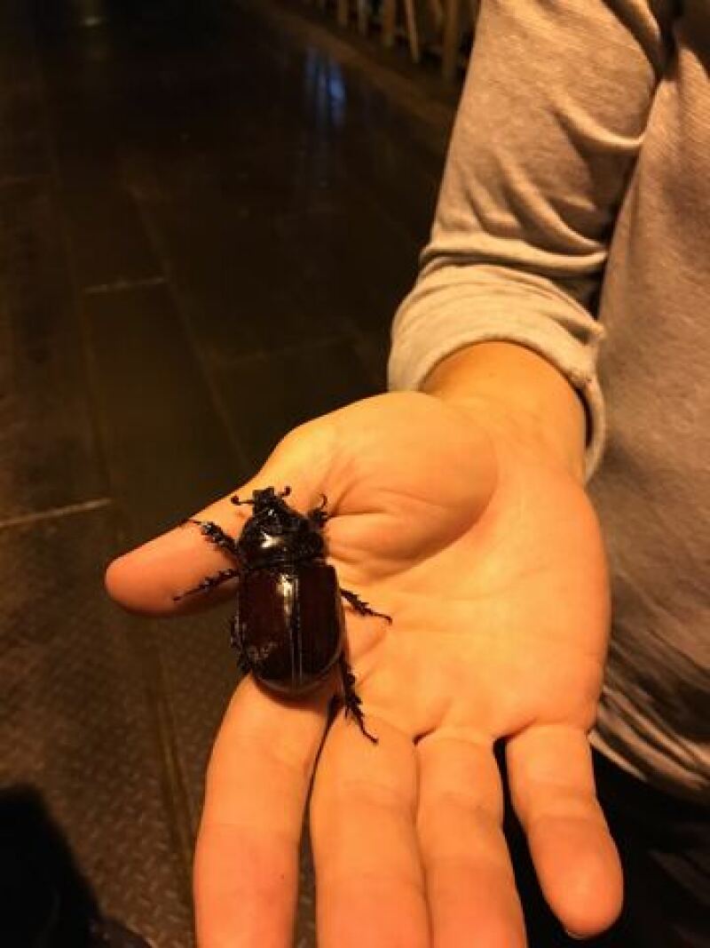 An ox beetle.