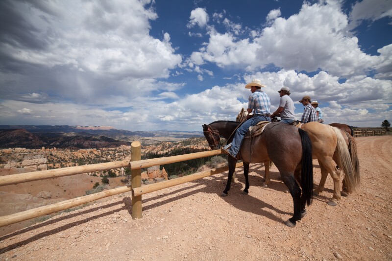 Horses at Rim 1.jpg