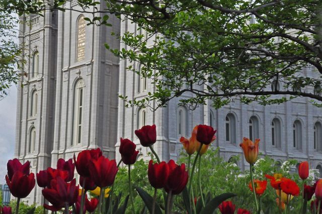 50 Breathtaking Photos of Temple Gardens