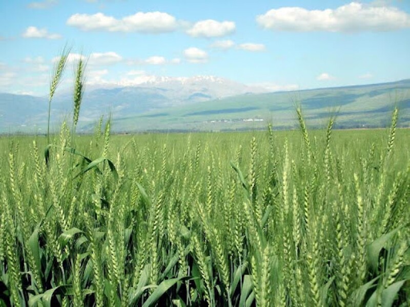 wheat and tares.jpg