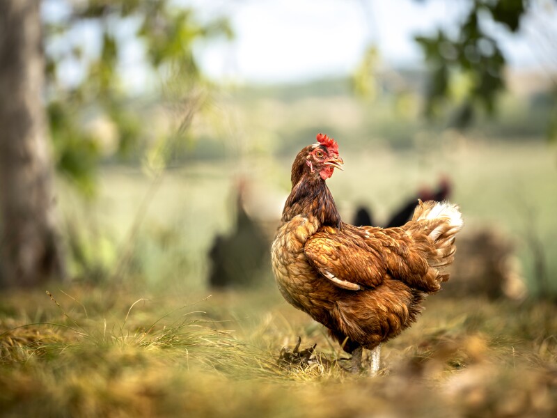 Sustainably Raised Chicken In Species-Appropriate Free-Range Husbandry