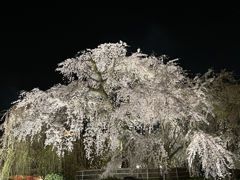 sakura_tree_life.jpg