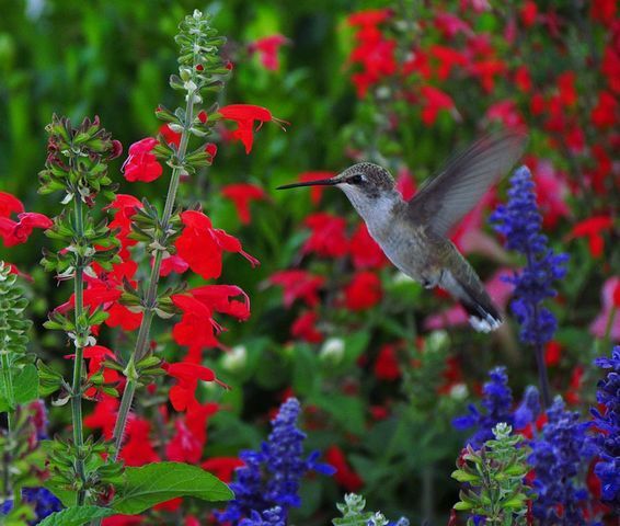 50 Breathtaking Photos of Temple Gardens