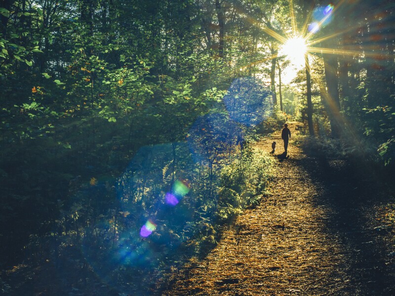 Into the woods