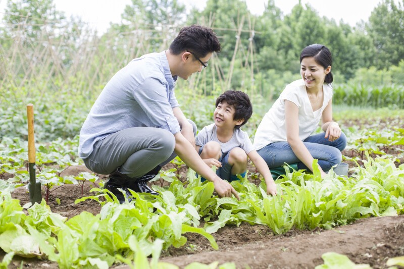 Young family gardening together in Beijing, China.