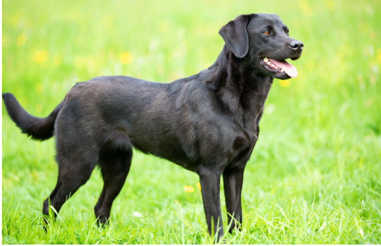 blackc lab.png