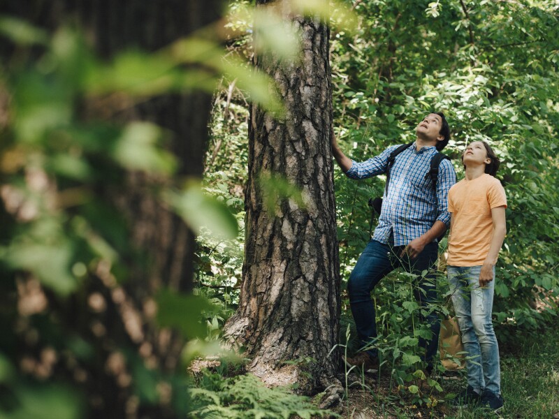 Father and son looking up while talking near tree trunk