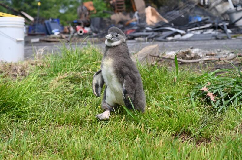 The African penguin chick Jim rescued from the fire.