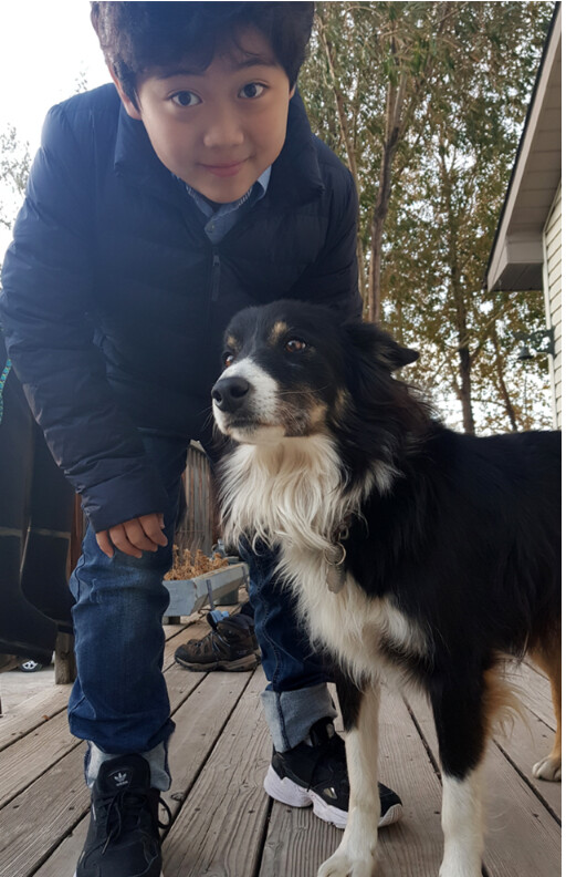 korean dog.png