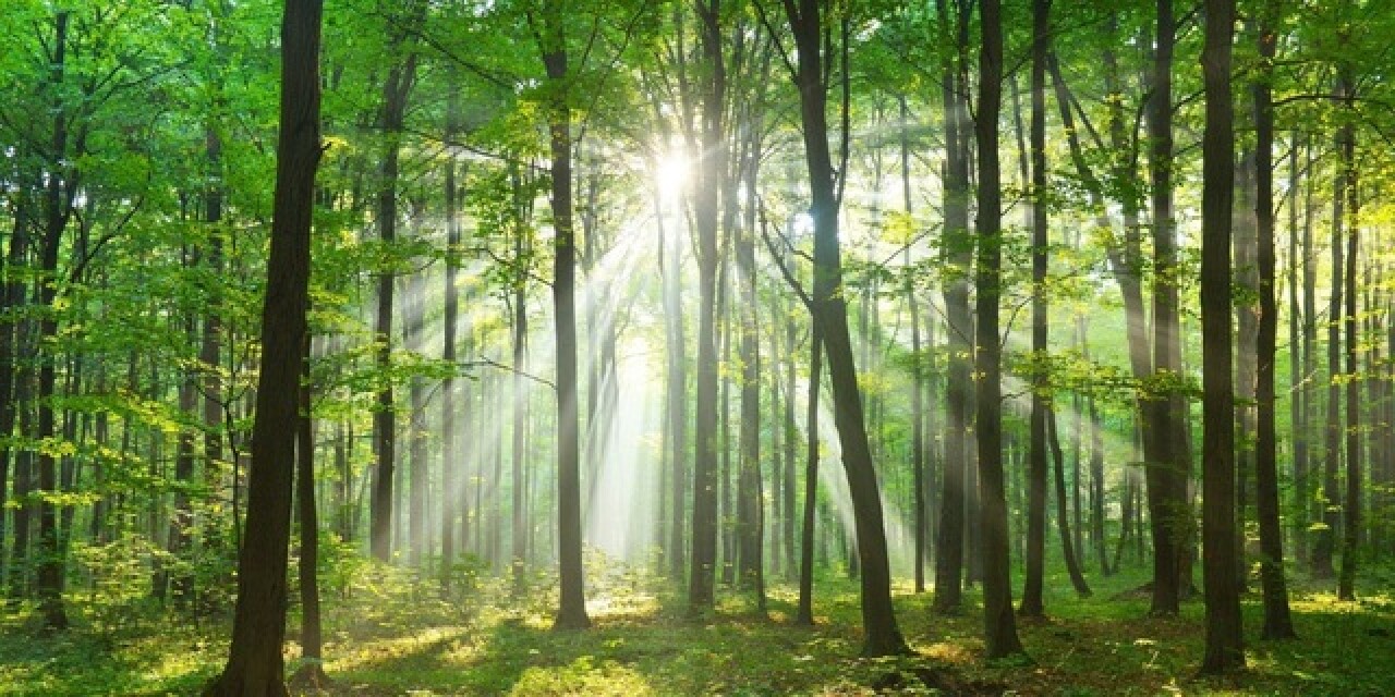 Why it is so significant that both the Father and the Son appeared to