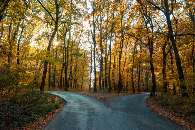 A fork in the road in a beautiful autumn forest, symbolic of making a decision and receiving personal revelation.