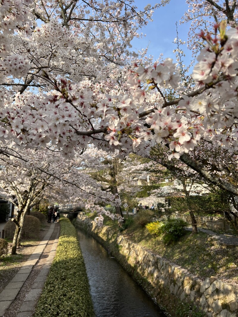 sakura_kyoto.jpg