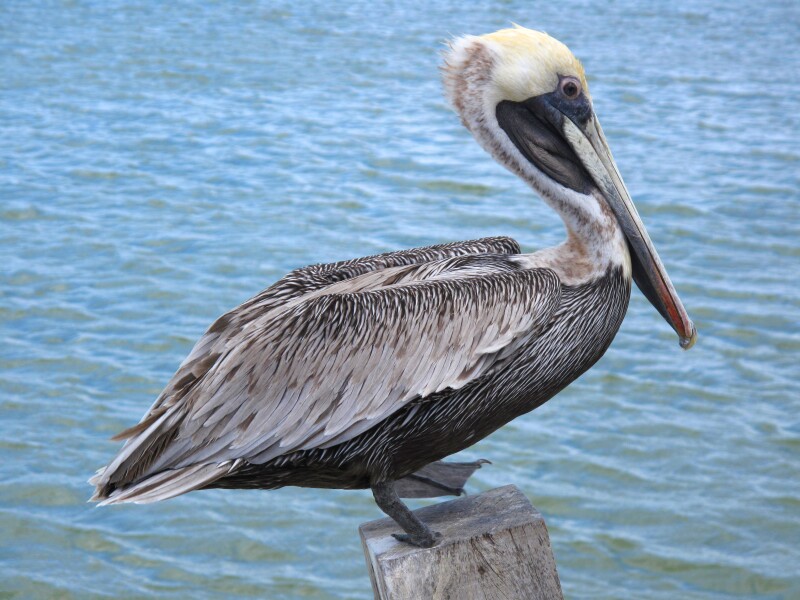 Brown,Pelican,Over,The,Sea
