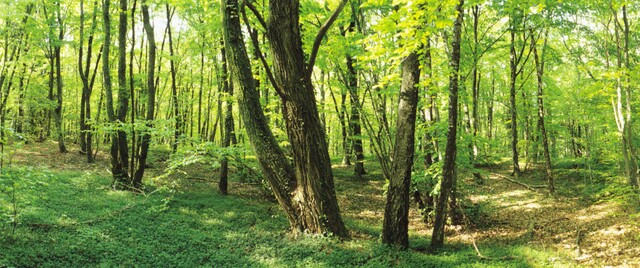 7 Wonders of the Mormon World: Sacred Grove