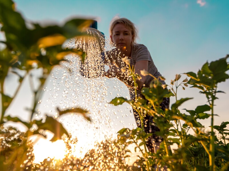 Woman cares for plants, watering green shoots from a watering can at sunset. Farming or gardening concept