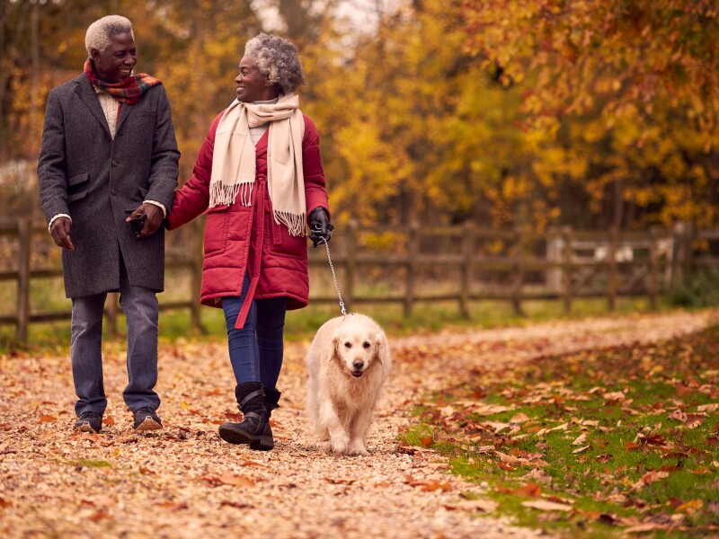 Senior Couple Walking With Pet Golden Retriever Dog In Autumn Countryside