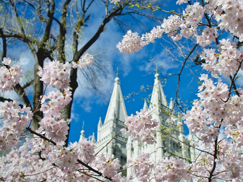The back side of the salt lake city temple from the temple park in the spring sun.