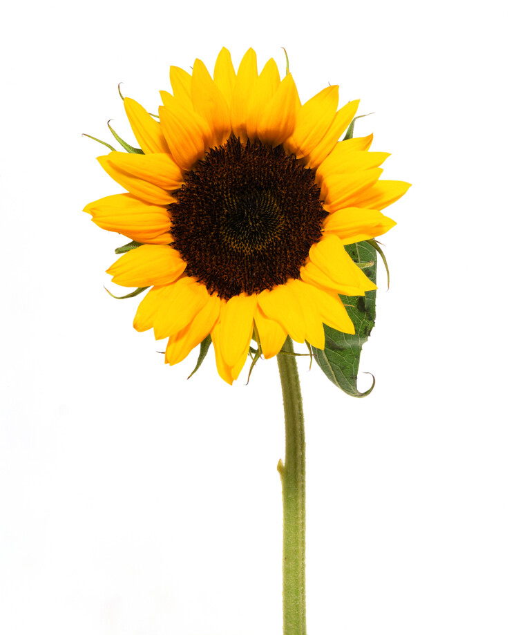 sunflower.png