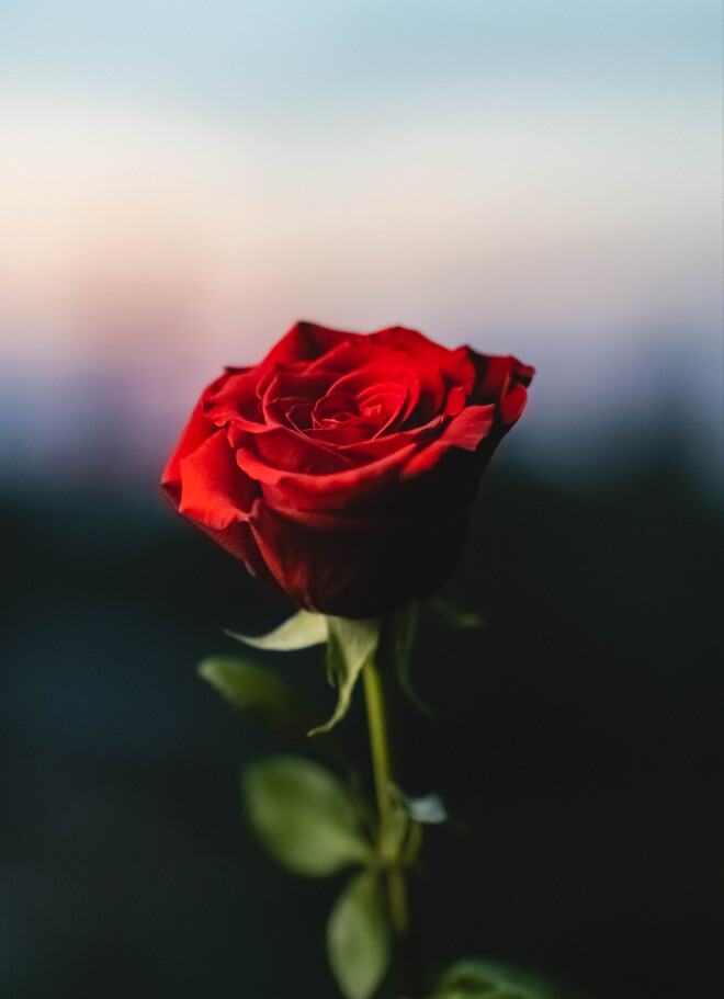 rose.png