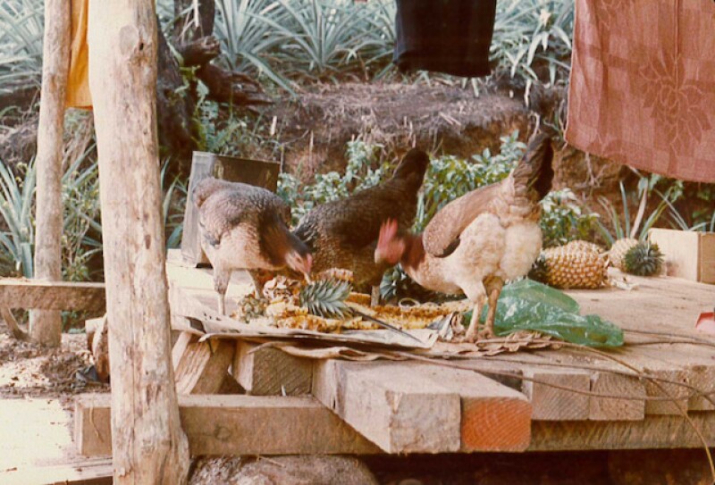 While in Fiji, livestock was often "on the hoof" or not yet butchered as Craig and his family soon found out after their move.