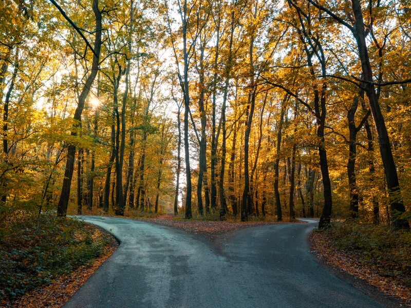 A fork in the road in a beautiful autumn forest, symbolic of making a decision and receiving personal revelation.