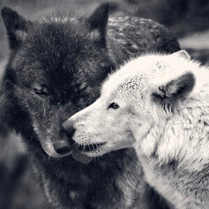 black and white wolf couple