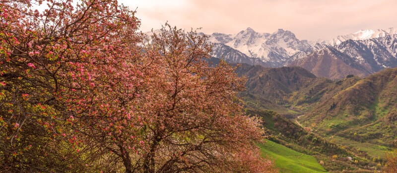 Blooming,Apple,Trees,In,The,Mountains,Near,The,Kazakh,City