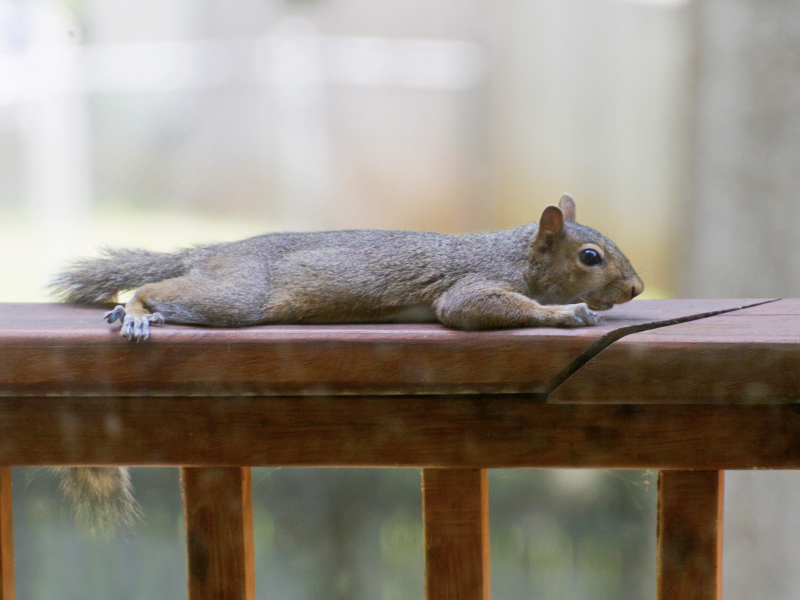 Screen Shot 2022-08-12 at 3.57.18 PM.png