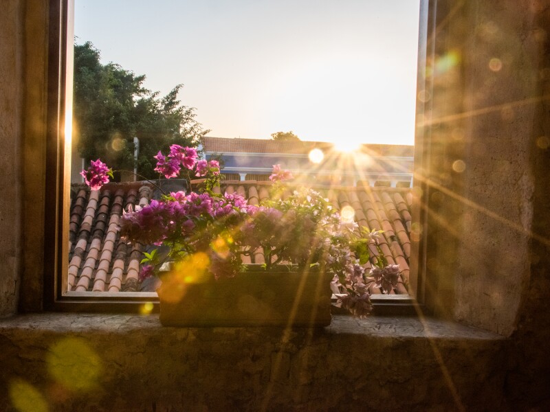 Sunrise through window with flowers