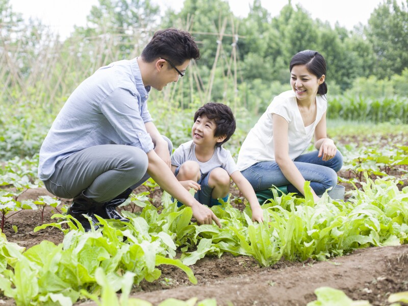 Young family gardening together in Beijing, China.