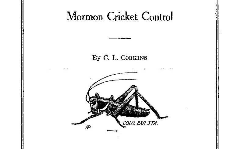 Mormon cricket control.png