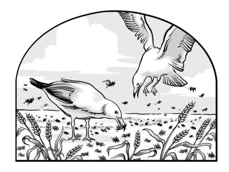 saints_v2_miracle_of_the_gulls.jpg