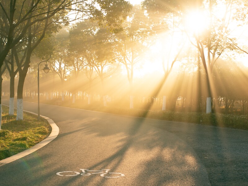 Early morning sun shines on curvy asphalt road through dense woods